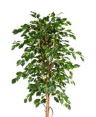 Künstlicher Gummibaum - Kristin auf transparentem Hintergrund mit echt wirkenden Kunstblättern in natürlicher Anordnung. Künstlicher Gummibaum - Kristin hat die Farbe Natur und ist 180 cm hoch. | aplanta Kunstpflanzen