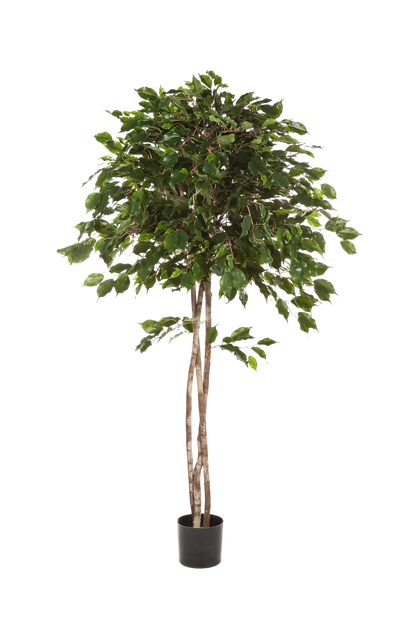 Künstlicher Ficus - Kathleen, 210 cm, Kunstbaum von aplanta, in Natur, für drinnen