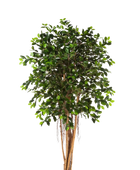 Künstlicher Ficus Retusa – Caelior | 180 cm
