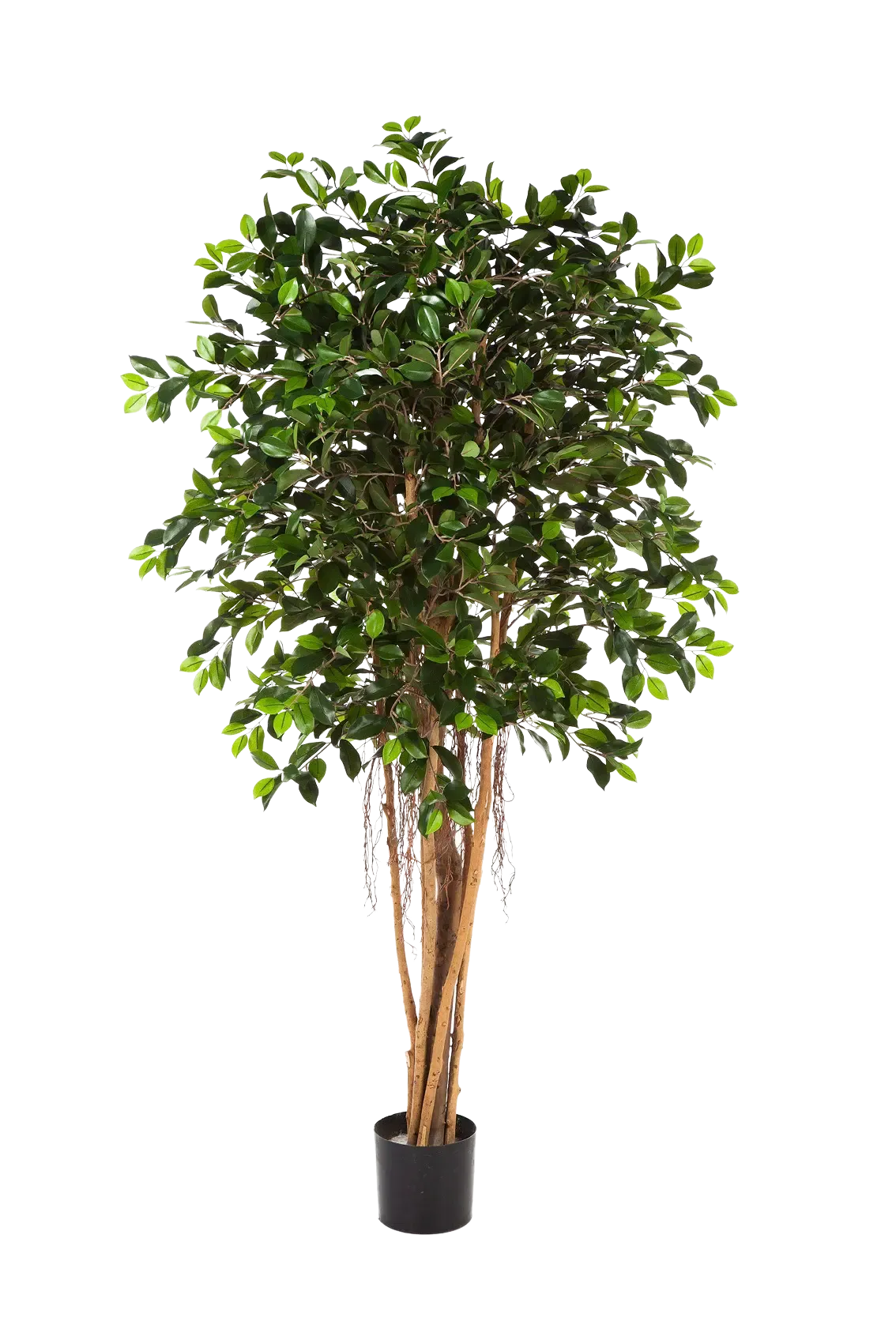 Künstlicher Ficus Retusa – Caelior | 180 cm