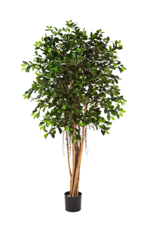 Künstlicher Ficus Retusa – Caelior | 180 cm