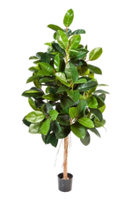 Künstlicher Gummibaum - Karim auf transparentem Hintergrund mit echt wirkenden Kunstblättern in natürlicher Anordnung. Künstlicher Gummibaum - Karim hat die Farbe Natur und ist 180 cm hoch. | aplanta Kunstpflanzen