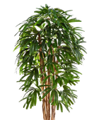 Künstliche Steckenpalme - Noemi | 210 cm