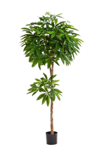 Künstliche Pachira - Natalia, 180 cm, Kunstbaum von aplanta, mit Echtholzstamm, in Natur, für drinnen
