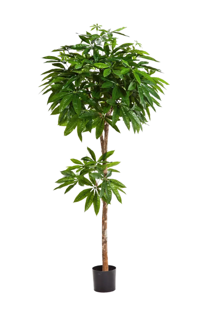 Künstliche Pachira - Natalia, 180 cm, Kunstbaum von aplanta, mit Echtholzstamm, in Natur, für drinnen