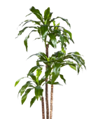 Künstlicher Drachenbaum - Noel auf transparentem Hintergrund mit echt wirkenden Kunstblättern in natürlicher Anordnung. Künstlicher Drachenbaum - Noel hat die Farbe Natur und ist 150 cm hoch. | aplanta Kunstpflanzen