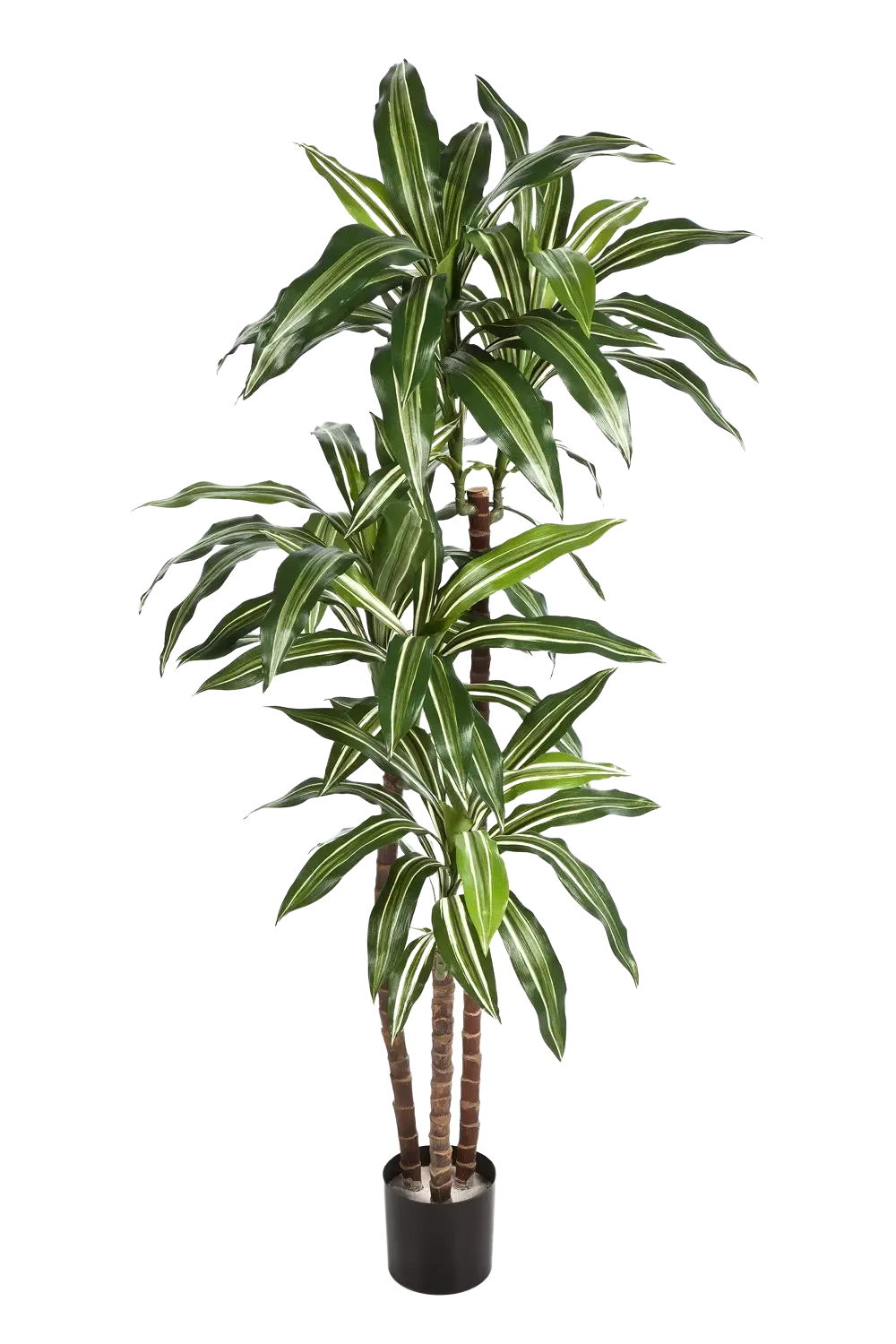 Künstliche Dracaena – Thalioran | 170 cm