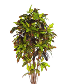 Künstlicher Croton - Ornella | 180 cm auf transparentem Hintergrund mit echt wirkenden Kunstblättern in natürlicher Anordnung. | aplanta Kunstpflanzen