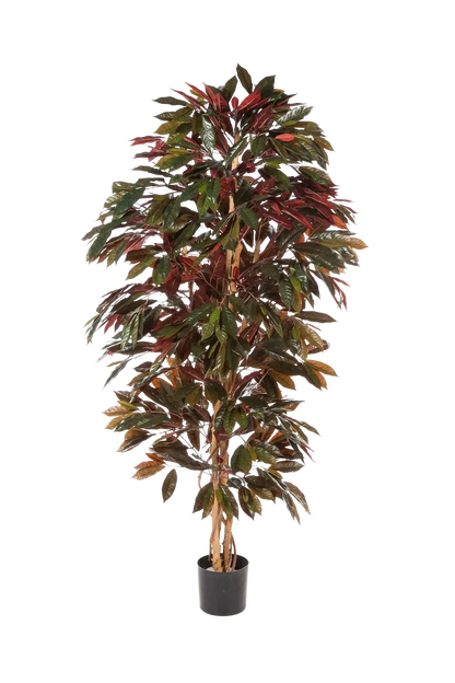 Künstlicher Capensia-Baum - Oliver, 210 cm, Kunstbaum von aplanta, für drinnen