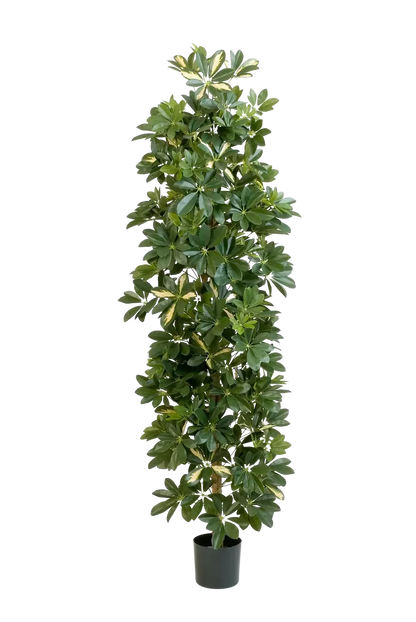 Künstlicher Schefflera Baum - Osman | 180 cm