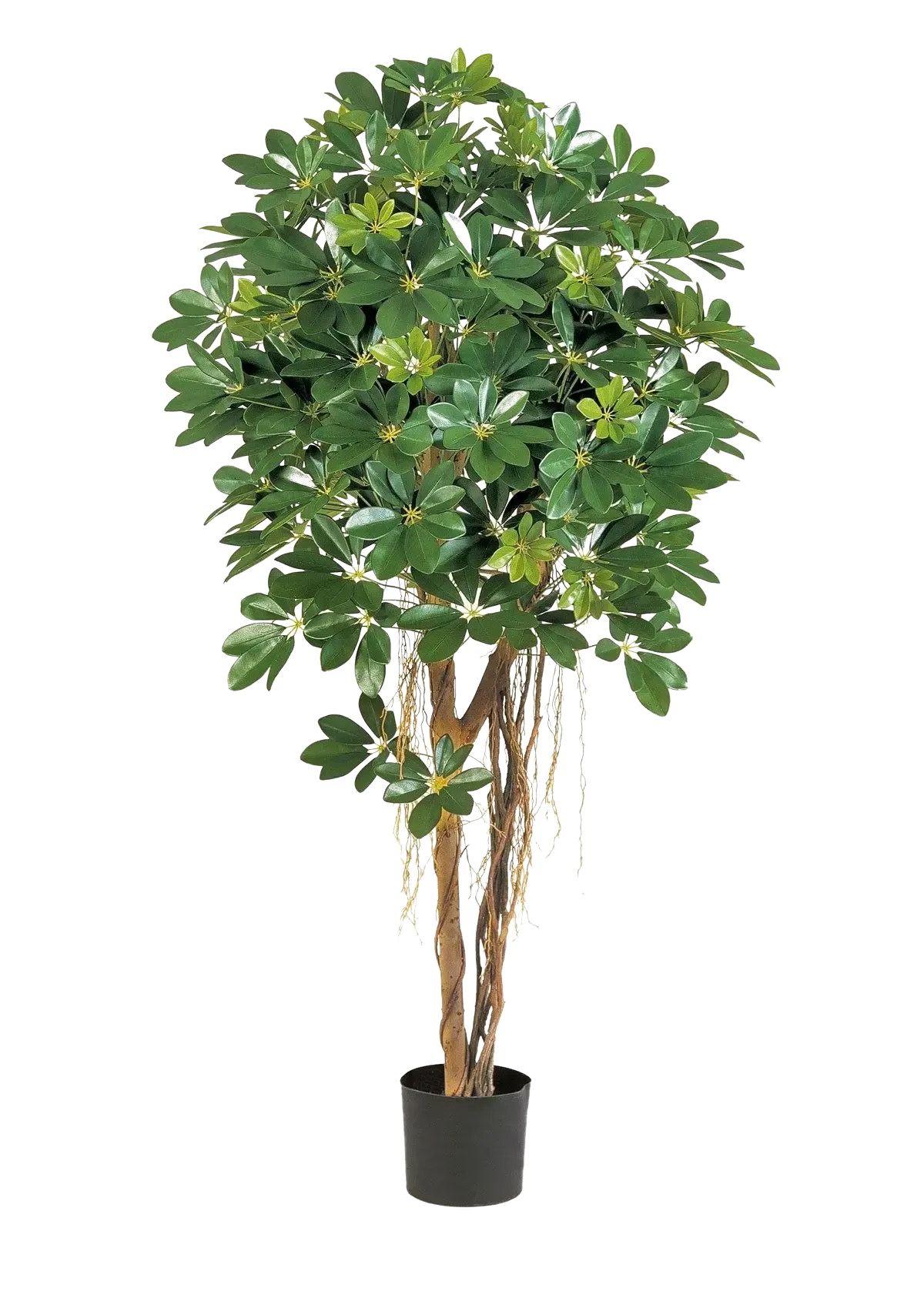 Künstliche Schefflera - Olaf | 170 cm