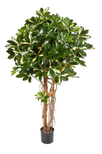 Künstliche Schefflera - Owen, 170 cm, Kunstbaum von aplanta, für drinnen