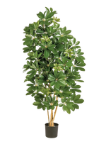 Künstliche Schefflera - Omer | 170 cm
