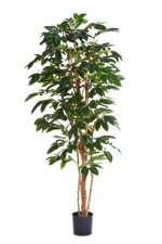 Künstlicher Kaffebaum - Philomena | 210 cm auf transparentem Hintergrund mit echt wirkenden Kunstblättern in natürlicher Anordnung. | aplanta Kunstpflanzen