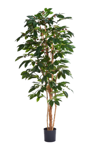 Künstlicher Kaffebaum - Philomena | 210 cm auf transparentem Hintergrund mit echt wirkenden Kunstblättern in natürlicher Anordnung. | aplanta Kunstpflanzen