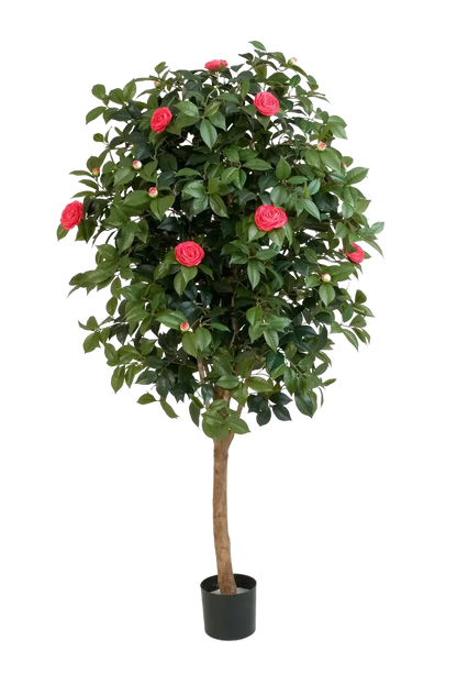 Künstlicher Kamelienbaum - Philina, 170 cm, Kunstbaum von aplanta, mit Echtholzstamm, im schwarzen Topf, in Natur