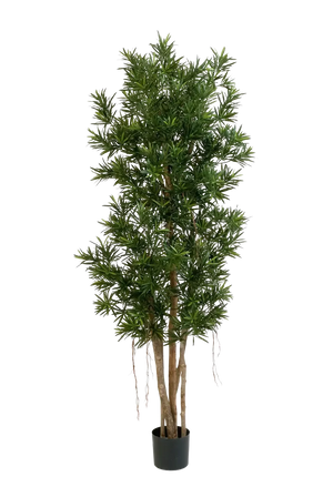 Künstlicher Podocarpus Reflexa- Paul | 210 cm