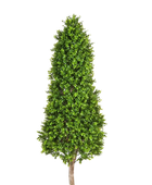 Hochwertiger Buchsbaum künstlich auf transparentem Hintergrund mit echt wirkenden Kunstblättern in natürlicher Anordnung. Künstlicher Buchsbaum - Rene hat die Farbe Natur und ist 170 cm hoch. | aplanta Kunstpflanzen