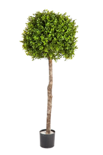 Hochwertiger Buchsbaum künstlich auf transparentem Hintergrund mit echt wirkenden Kunstblättern in natürlicher Anordnung. Künstlicher Buchsbaum - Rayan hat die Farbe Natur und ist 105 cm hoch. | aplanta Kunstpflanzen