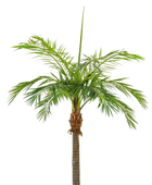 Hochwertige Kunstpalme auf transparentem Hintergrund mit echt wirkenden Kunstblättern in natürlicher Anordnung. Künstliche Phoenixpalme - Saskia hat die Farbe Natur und ist 420 cm hoch. | aplanta Kunstpflanzen