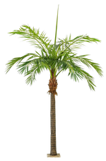 Hochwertige Kunstpalme auf transparentem Hintergrund mit echt wirkenden Kunstblättern in natürlicher Anordnung. Künstliche Phoenixpalme - Saskia hat die Farbe Natur und ist 420 cm hoch. | aplanta Kunstpflanzen