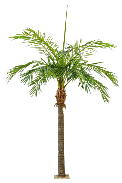 Hochwertige Kunstpalme auf transparentem Hintergrund mit echt wirkenden Kunstblättern in natürlicher Anordnung. Künstliche Phoenixpalme - Saskia hat die Farbe Natur und ist 420 cm hoch. | aplanta Kunstpflanzen