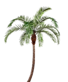 Hochwertige Kunstpalme auf transparentem Hintergrund mit echt wirkenden Kunstblättern in natürlicher Anordnung. Künstliche Phoenixpalme - Simon hat die Farbe Natur und ist 390 cm hoch. | aplanta Kunstpflanzen