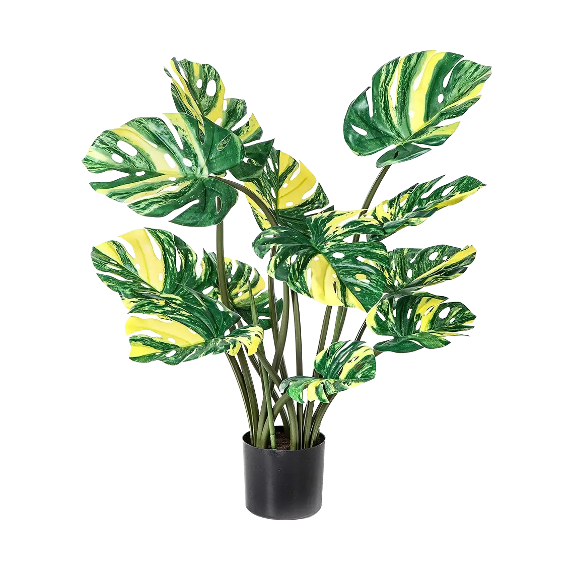 Hochwertige Monstera Kunstpflanze auf transparentem Hintergrund mit echt wirkenden Kunstblättern in natürlicher Anordnung. Künstliche Monstera - Tamia hat die Farbe Gelb und hat eine Höhe von 90 cm | aplanta Kunstpflanzen