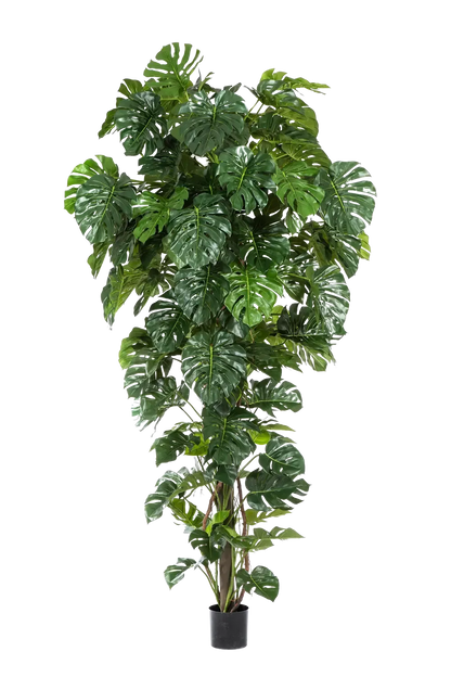 Künstliche Monstera - Chris, 280 cm, Kunstbaum von aplanta, mit Echtholzstamm, im schwarzen Topf, in Natur, für drinnen