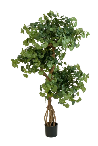 Künstlicher Gingko - Tino, 145 cm, Kunstbaum von aplanta, in Natur, für drinnen