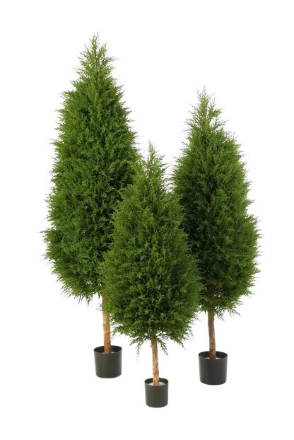 Künstliche Zypresse - Pepe auf transparentem Hintergrund mit echt wirkenden Kunstblättern in natürlicher Anordnung. Künstliche Zypresse - Pepe hat die Farbe Natur und ist 150 cm hoch. | aplanta Kunstpflanzen