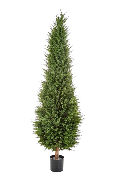 Künstliche Zypresse - Philip auf transparentem Hintergrund mit echt wirkenden Kunstblättern in natürlicher Anordnung. Künstliche Zypresse - Philip hat die Farbe Natur und ist 180 cm hoch. | aplanta Kunstpflanzen