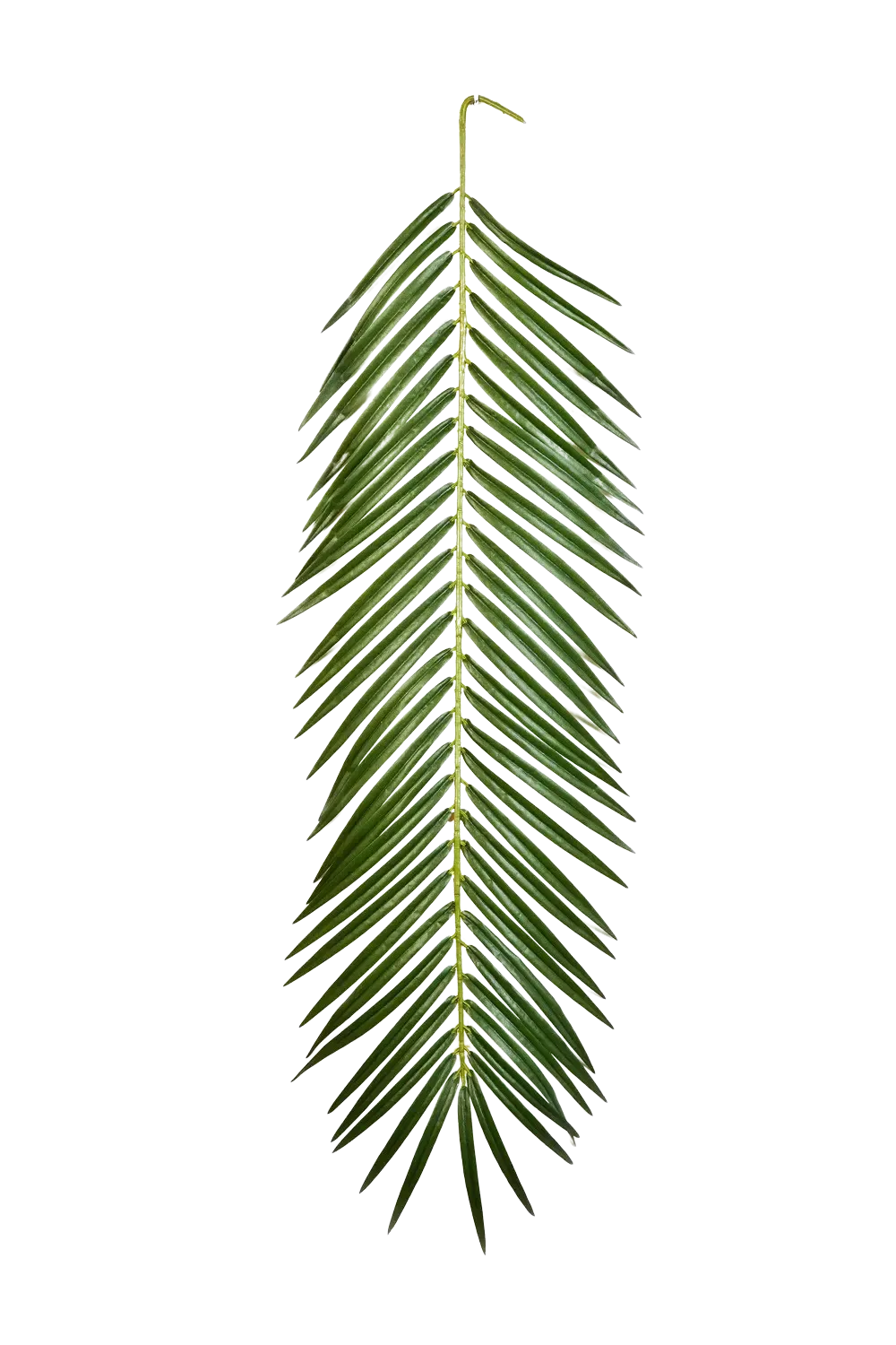 24 Foglie Di Palma Artificiali Verdi 28 Cm: Decorazione Naturale Per Feste, Matrimoni E Centrotavola