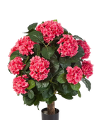 Hochwertige Hortensie künstlich auf transparentem Hintergrund mit echt wirkenden Kunstblättern in natürlicher Anordnung. Künstliche Hortensie - Nils hat die Farbe Rot und ist 62 cm hoch. | aplanta Kunstpflanzen