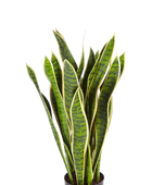 Künstlicher Bogenhanf - Liam | 80 cm auf transparentem Hintergrund mit echt wirkenden Kunstblättern in natürlicher Anordnung. | aplanta Kunstpflanzen