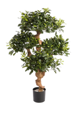 Künstlicher Pittosporum - Pierre auf transparentem Hintergrund mit echt wirkenden Kunstblättern. Diese Kunstpflanze gehört zur Gattung/Familie der "Pittosporum" bzw. "Kunst-Pittosporum".