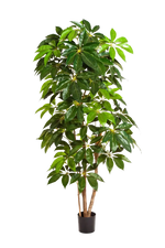 Künstlicher Schefflera Baum - Omar, 220 cm, Kunstbaum von aplanta, mit Echtholzstamm, in Natur, für drinnen