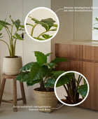 Arbusto artificiale di monstera - Lotte | 30 cm