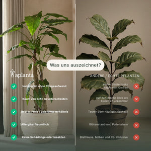 Peperomia artificiale - Melone