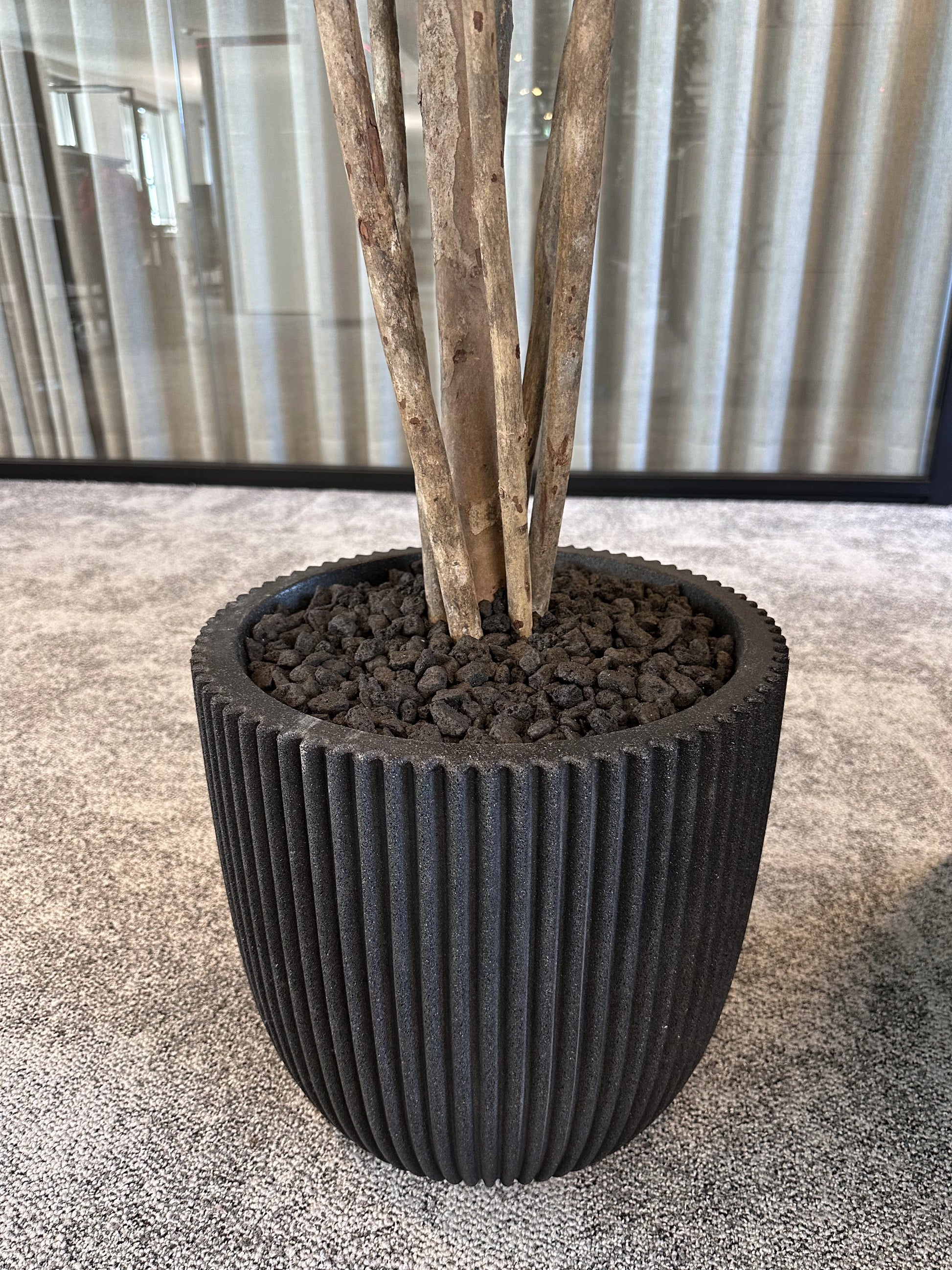 Künstlicher Ficus Retusa – Caelior | 180 cm