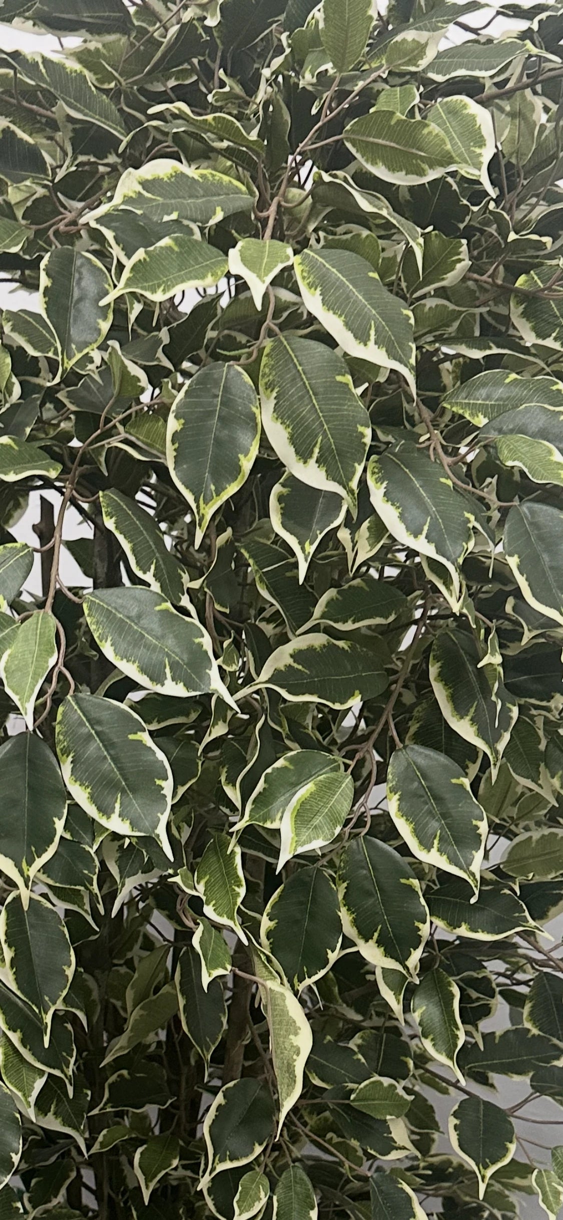Künstlicher Ficus - Ravian, 180 cm, Kunstbaum von aplanta, mit Echtholzstamm, inkl. Startertopf, in Natur, für drinnen