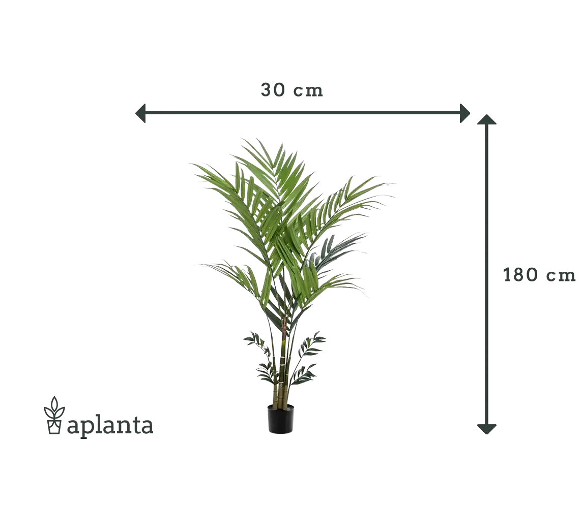 Künstliche Kentia Palme - Nathalie | 180 cm