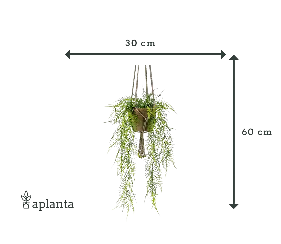 Künstlicher Hänge-Feder-Spargel - Jannis | 60 cm