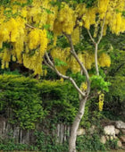 Cassia Fistula - Rain Shower Tree