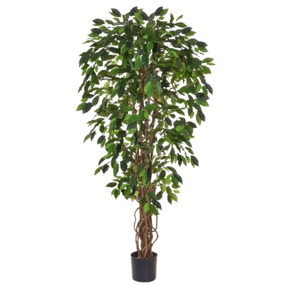 Künstlicher Ficus - Norbert, 150 cm, Kunstbaum von aplanta, feuerhemmend, B1-zertifiziert, in Grün, für drinnen
