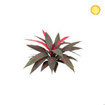 Künstliche Dracaena - Herbert, 45 cm, Kunstpflanze von aplanta, UV-beständig, in Rot, für draußen
