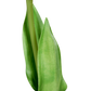 Künstliche Tulpe - Tris, 60 cm, Kunstblume von aplanta, Real Touch, in Weiß, für drinnen & draußen