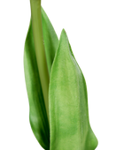 Künstliche Tulpe - Tris | 60 cm