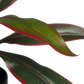 Künstliche Cordyline - Monti, 40 cm, Kunstpflanze von aplanta, in Grün, für drinnen