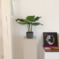 Calathea artificiale - Mathilda | 50 cm